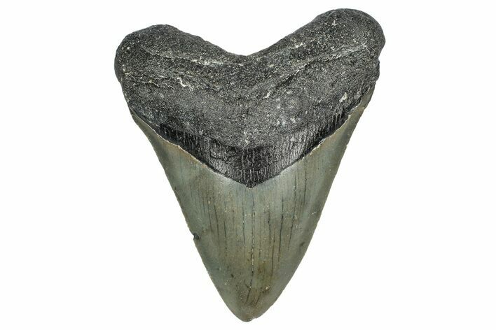 Serrated, Fossil Megalodon Tooth - North Carolina #345682